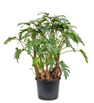 Philodendron xanadu XL hydrocultuur plant