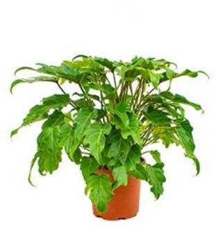 Philodendron xanadu XS kamerplant