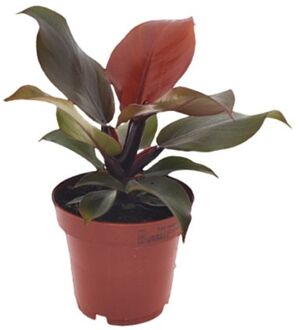 Philodendron 'zonlicht' - Kamerplant - Pot 12cm - Hoogte 20-30cm