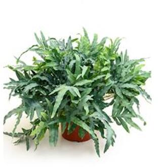 Phlebodium blue star zinkvaren kamerplant