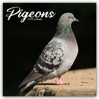 Pigeons Calendar 2025 Square Birds Wall Calendar - 16 Month - Browntrout Wandkalender - Avonside Publishing Ltd