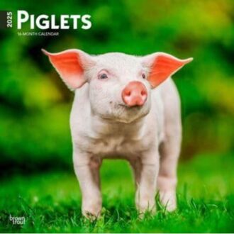 Piglets 2025 12 X 24 Inch Monthly Square Wall Calendar Plastic-Free - Browntrout