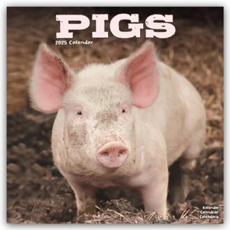 Pigs Calendar 2025 Square Farm Animal Wall Calendar - 16 Month - Browntrout Wandkalender - Avonside Publishing Ltd