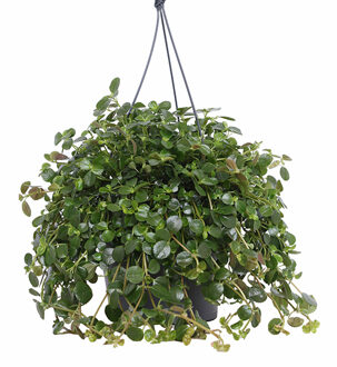 Pilea Depressa - P 17 cm