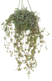 Pilea Glaucophylla (Hangplant) - P 15 cm