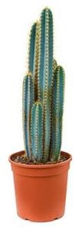 Pilosocereus cactus azureus kamerplant