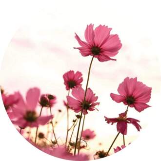 Pink Kosmeen Vlies Fotobehang 140x140cm Rond