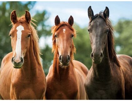 Placemat drie paarden 3D 30 x 40 cm Multi