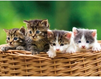 Placemats katten/kittens - 3D effect - 30 x 40 cm - poezen - ontbijt/knutselen