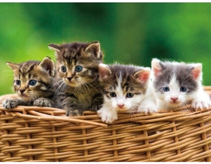 Placemats katten/kittens - Set van 2x stuks - 3D effect - 30 x 40 cm - poezen