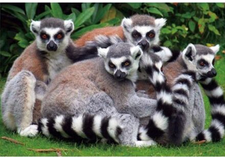 Placemats ringstaart maki - 3D print - 30 x 40 cm - Knutsel of ontbijt/diner onderleggers