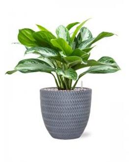 Plant in Pot Aglaonema Silver Bay 55 cm kamerplant in Baq Angle Grey 24 cm bloempot