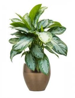 Plant in Pot Aglaonema Silver Bay 80 cm kamerplant in Amora Gold 26 cm bloempot