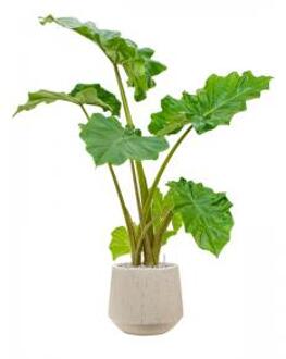 Plant in Pot Alocasia Portodora 115 cm kamerplant in Baq Raindrop 30 cm bloempot