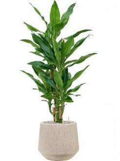 Plant in Pot Dracaena Fragrans Burundii 105 cm kamerplant in Baq Raindrop 30 cm bloempot