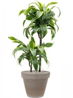 Plant in Pot Dracaena Fragrans Dorado 105 cm kamerplant in Terra Cotta Grijs 35 cm bloempot