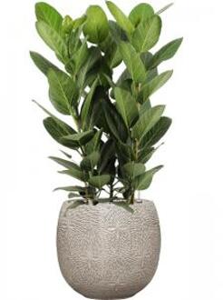 Plant in Pot Ficus Benghalensis Audrey 110 cm kamerplant in Marly Cream 41 cm bloempot
