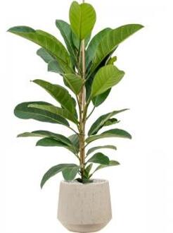Plant in Pot Ficus Benghalensis Roy 110 cm kamerplant in Baq Raindrop 30 cm bloempot