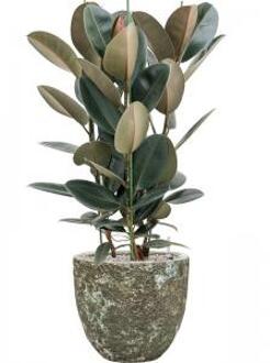 Plant in Pot Ficus Elastica Abidjan 110 cm kamerplant in Baq Lava Relic Jade 36 cm bloempot