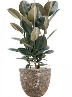 Plant in Pot Ficus Elastica Abidjan 110 cm kamerplant in Baq Lava Relic Rust Metal 36 cm bloempot
