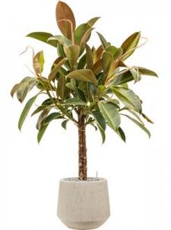 Plant in Pot Ficus Elastica Melany 115 cm kamerplant in Baq Raindrop 30 cm bloempot