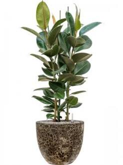 Plant in Pot Ficus Elastica Robusta 125 cm kamerplant in Baq Lava Relic Black 36 cm bloempot