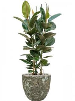 Plant in Pot Ficus Elastica Robusta 125 cm kamerplant in Baq Lava Relic Jade 36 cm bloempot