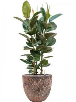 Plant in Pot Ficus Elastica Robusta 125 cm kamerplant in Baq Lava Relic Pink 36 cm bloempot
