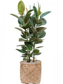 Plant in Pot Ficus Elastica Robusta 125 cm kamerplant in Bohemian Bamboo 37 cm bloempot