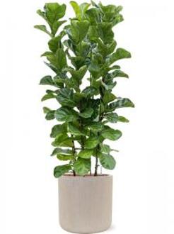 Plant in Pot Ficus Lyrata Bambino 160 cm kamerplant in Baq Raindrop 42 bloempot