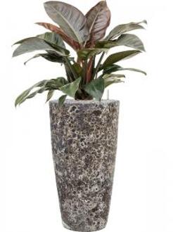 Plant in Pot Philodendron Imperial Red 115 cm kamerplant in Baq Lava Relic Black 35 cm bloempot