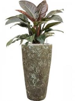 Plant in Pot Philodendron Imperial Red 115 cm kamerplant in Baq Lava Relic Jade 35 cm bloempot