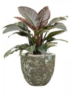 Plant in Pot Philodendron Imperial Red 80 cm kamerplant in Baq Lava Relic Jade 36 cm bloempot