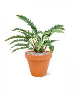 Plant in Pot Philodendron Narrow 65 cm kamerplant in Terra Cotta Oranje 31 cm bloempot