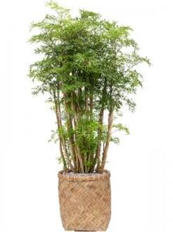 Plant in Pot Polyscias Aralia Ming 115 cm kamerplant in Bohemian Bamboo 31 cm bloempot