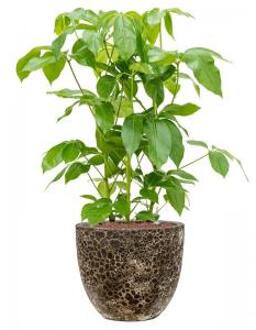 Plant in Pot Schefflera Actinophylla Amate 105 cm kamerplant in Baq Lava Relic Black 36 cm bloempot