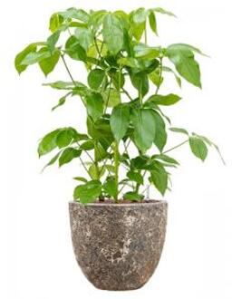 Plant in Pot Schefflera Actinophylla Amate 105 cm kamerplant in Baq Lava Relic Rust Metal 36 cm bloempot