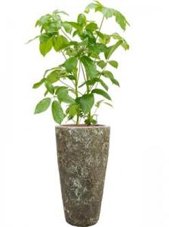 Plant in Pot Schefflera Actinophylla Amate B 140 cm kamerplant in Baq Lava Relic Jade 35 cm bloempot