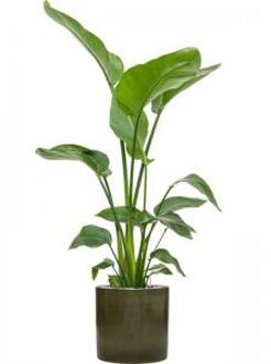 Plant in Pot Strelitzia Nicolai 135 cm kamerplant in Cylinder Green 30 cm bloempot