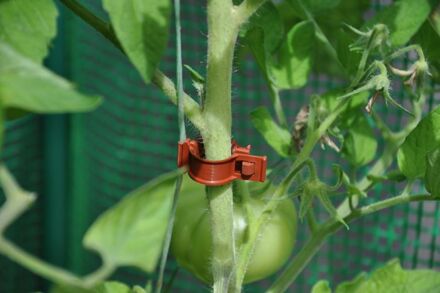 Plantbinder kasmaterialen Tomatenclips 20 st