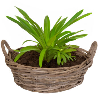 Planten/bloemen mand Levi - rotan - laag - D35 x H13 cm - plantenpot voor buiten