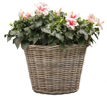 Planten of bloemen mand - D60 x H45 cm - rotan