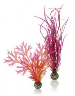 plantenset rood & roze - middel