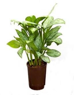 Plantenwinkel Aglaonema christina S hydrocultuur plant Groen