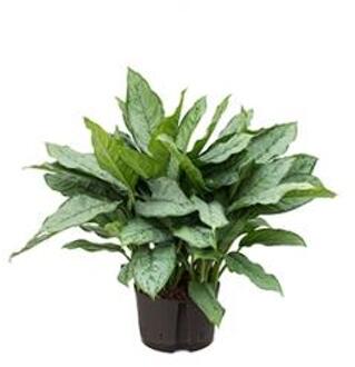 Plantenwinkel Aglaonema freedman L hydrocultuur plant Groen