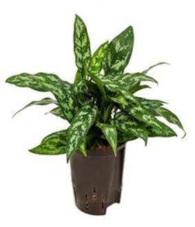 Plantenwinkel Aglaonema maria hydrocultuur plant Groen