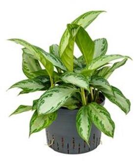 Plantenwinkel Aglaonema silver bay L hydrocultuur plant Groen