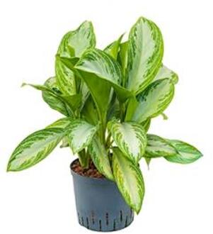Plantenwinkel Aglaonema silver bay M hydrocultuur plant Groen