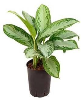 Plantenwinkel Aglaonema silver bay XS hydrocultuur plant Groen