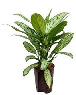 Plantenwinkel Aglaonema silver king hydrocultuur plant Groen